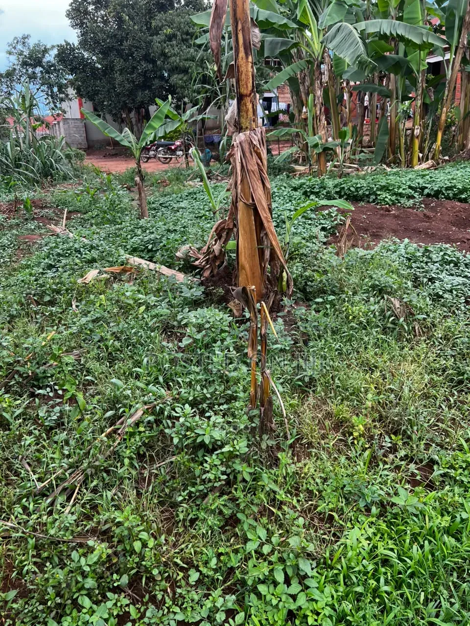 Plot for Sale in Nalumunye in Central Division