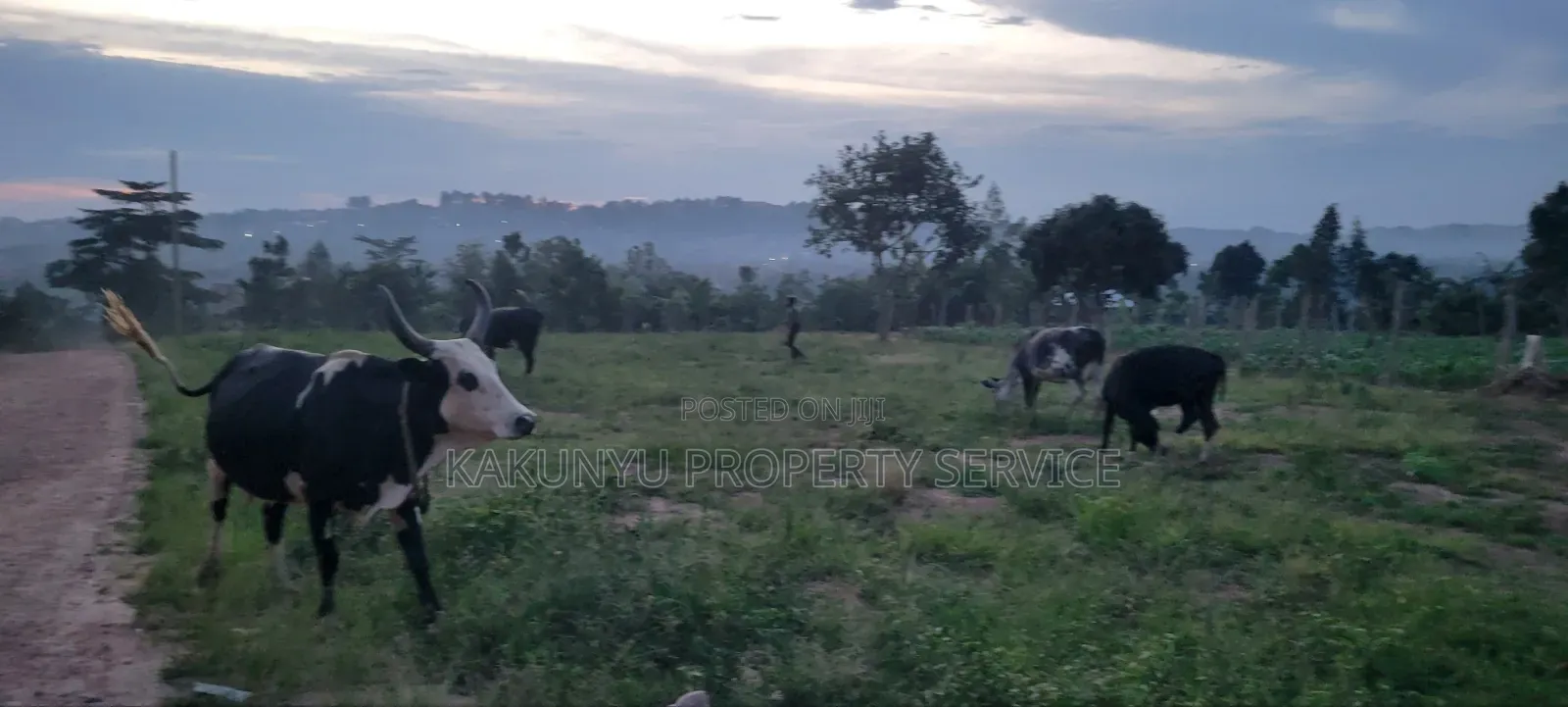 Mount Olvies High-School Estate in Wakiso / Wakiso
