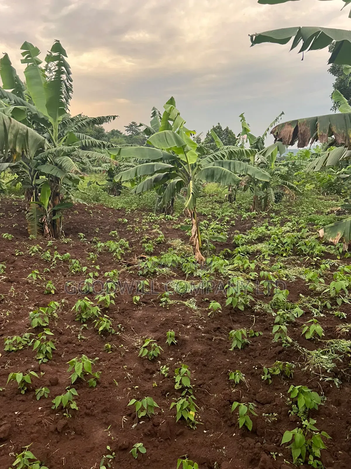 Plot of Land for Sale in Kalagala, Nakasaja – Kayunga Road! in Central Division