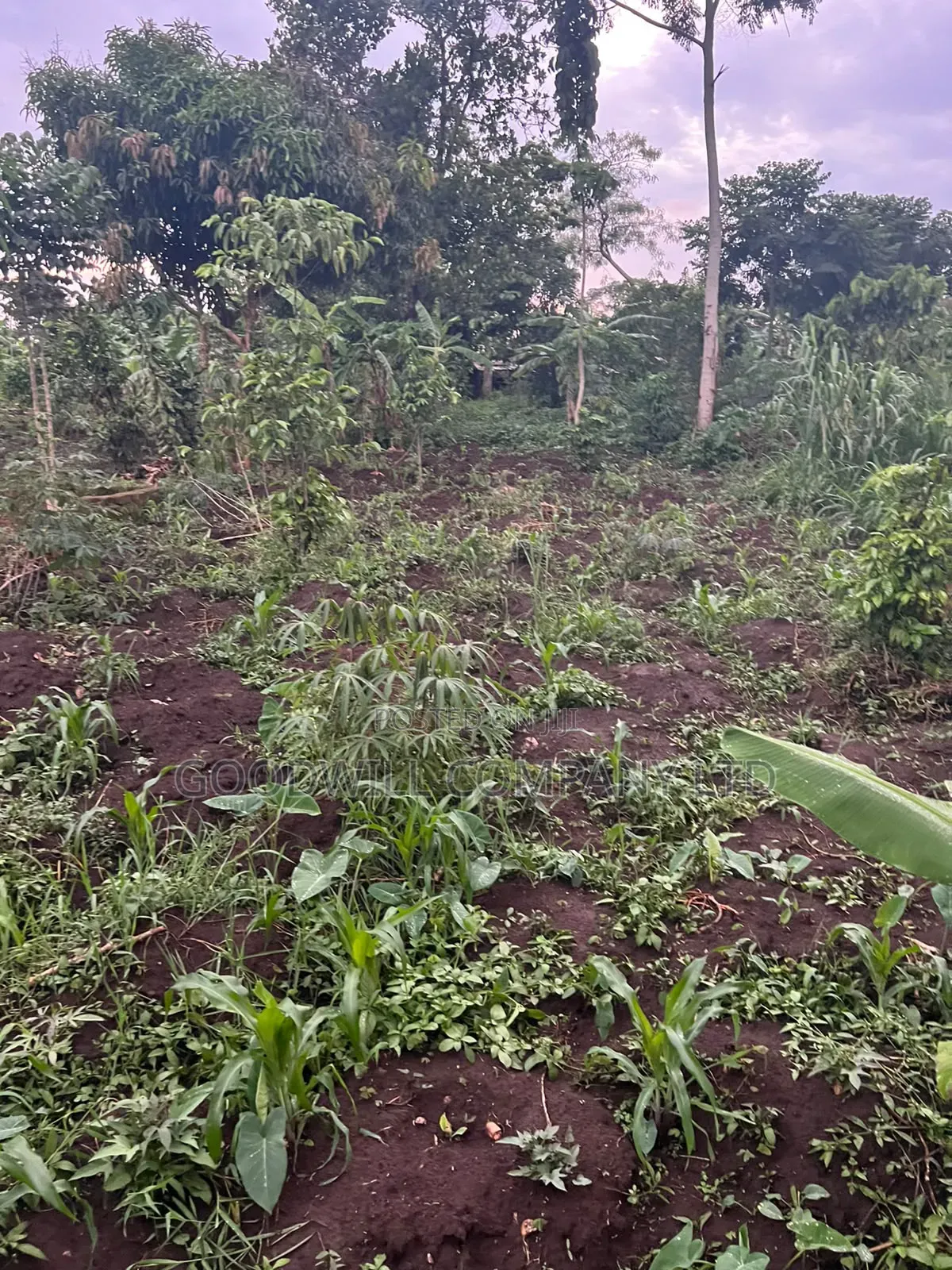 Plot of Land for Sale in Kalagala, Nakasaja – Kayunga Road! in Central Division