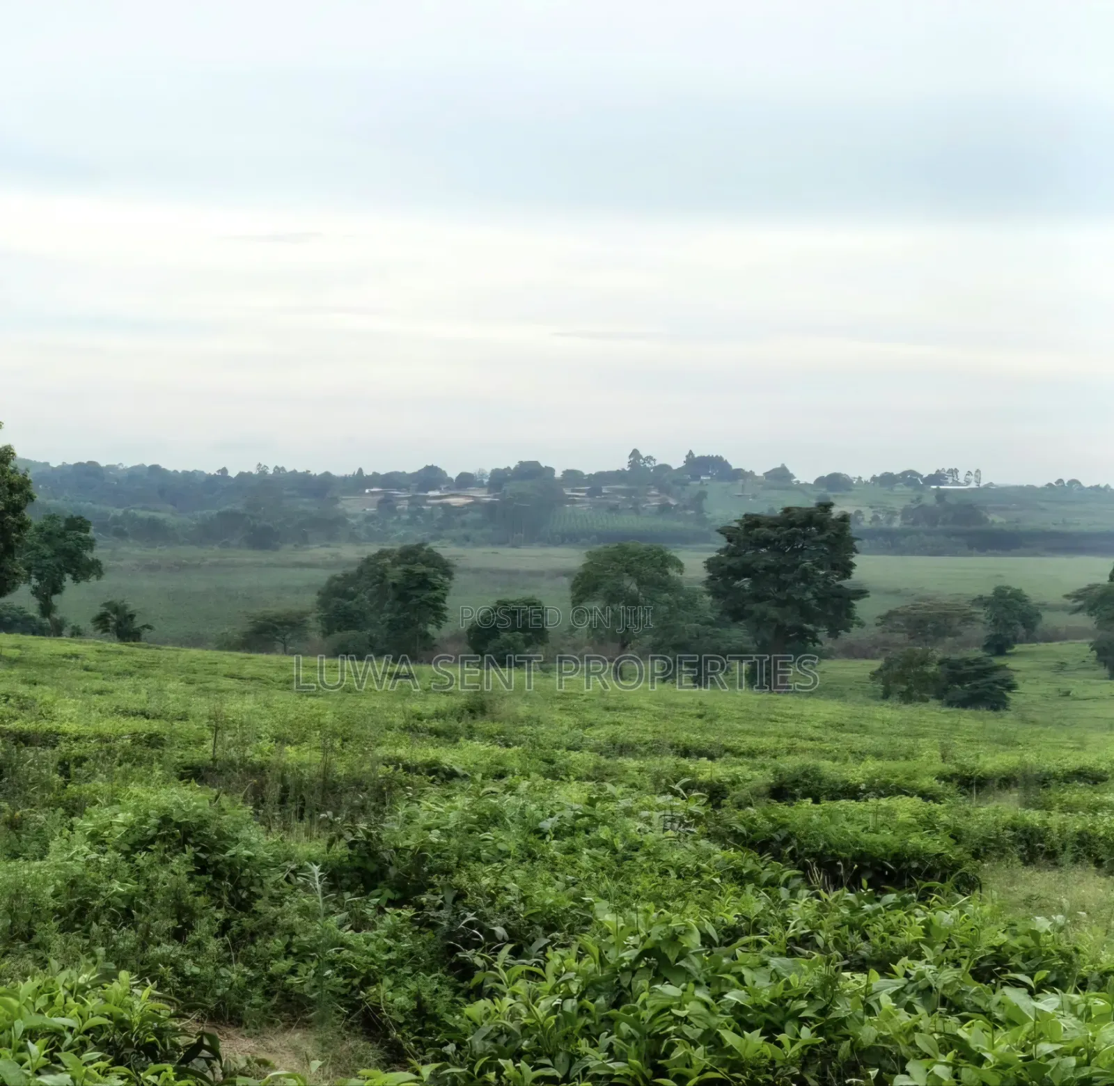 200 Acres for Sale Nakaseke Kakoge Private Mailo Land in Kakooge