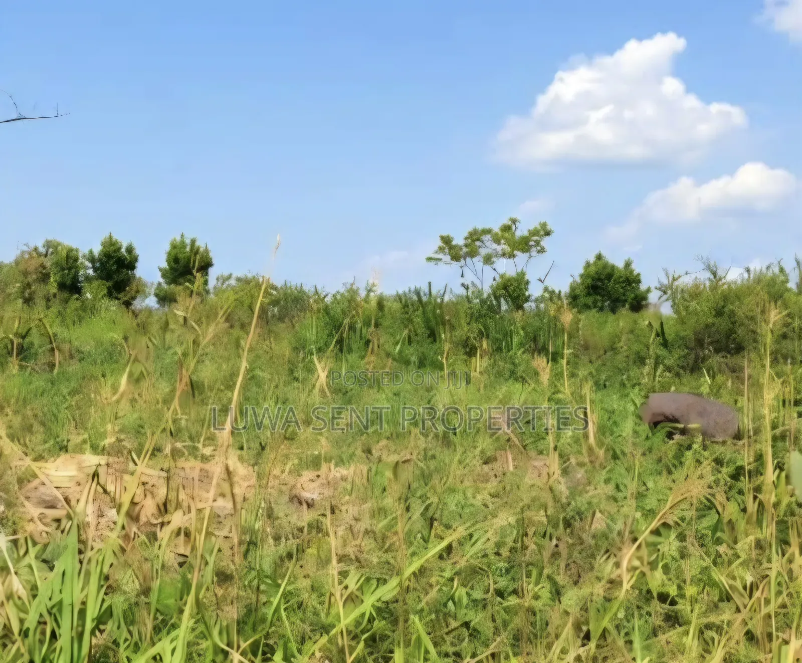 200 Acres for Sale Nakaseke Kakoge Private Mailo Land in Kakooge
