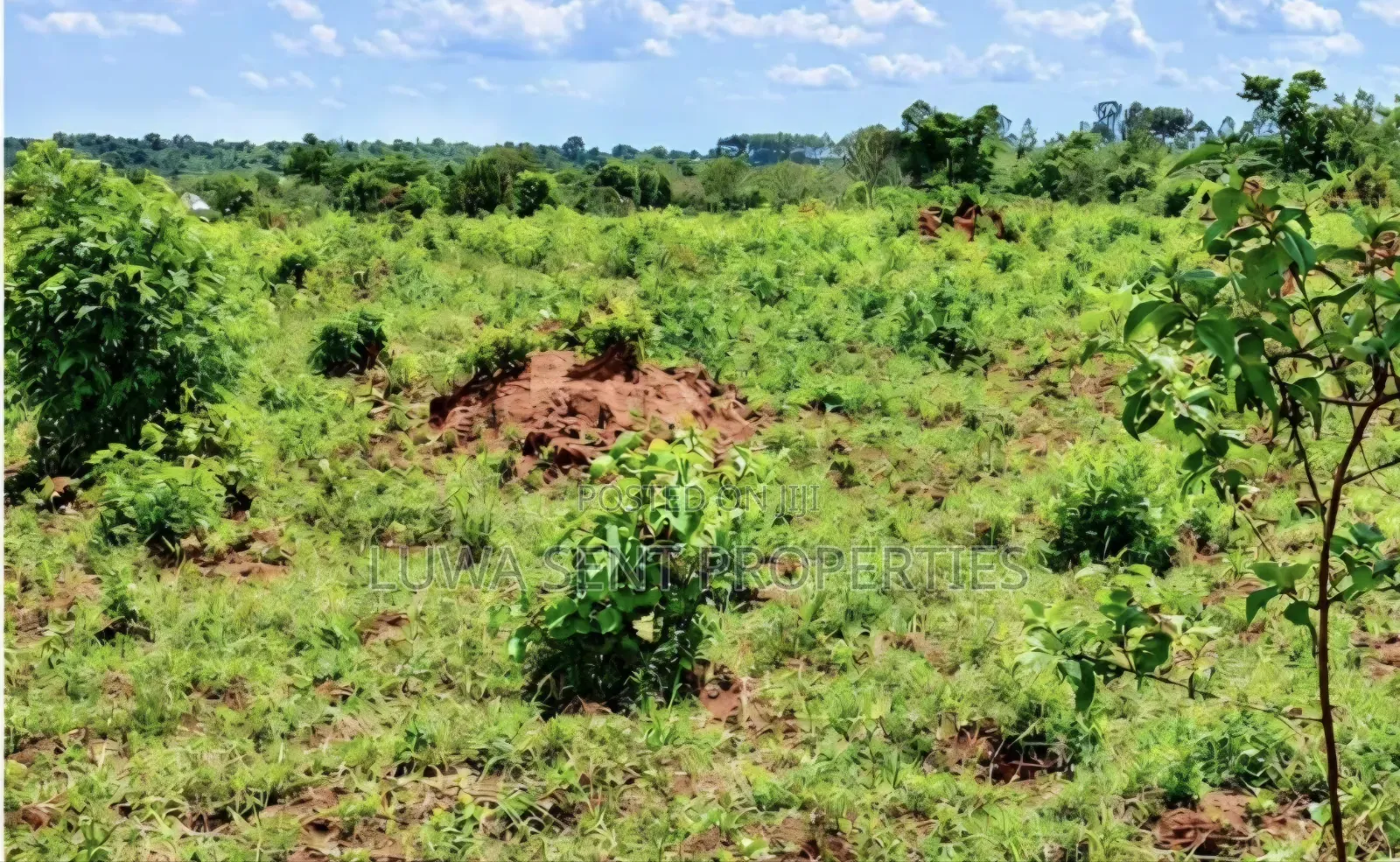 200 Acres for Sale Nakaseke Kakoge Private Mailo Land in Kakooge