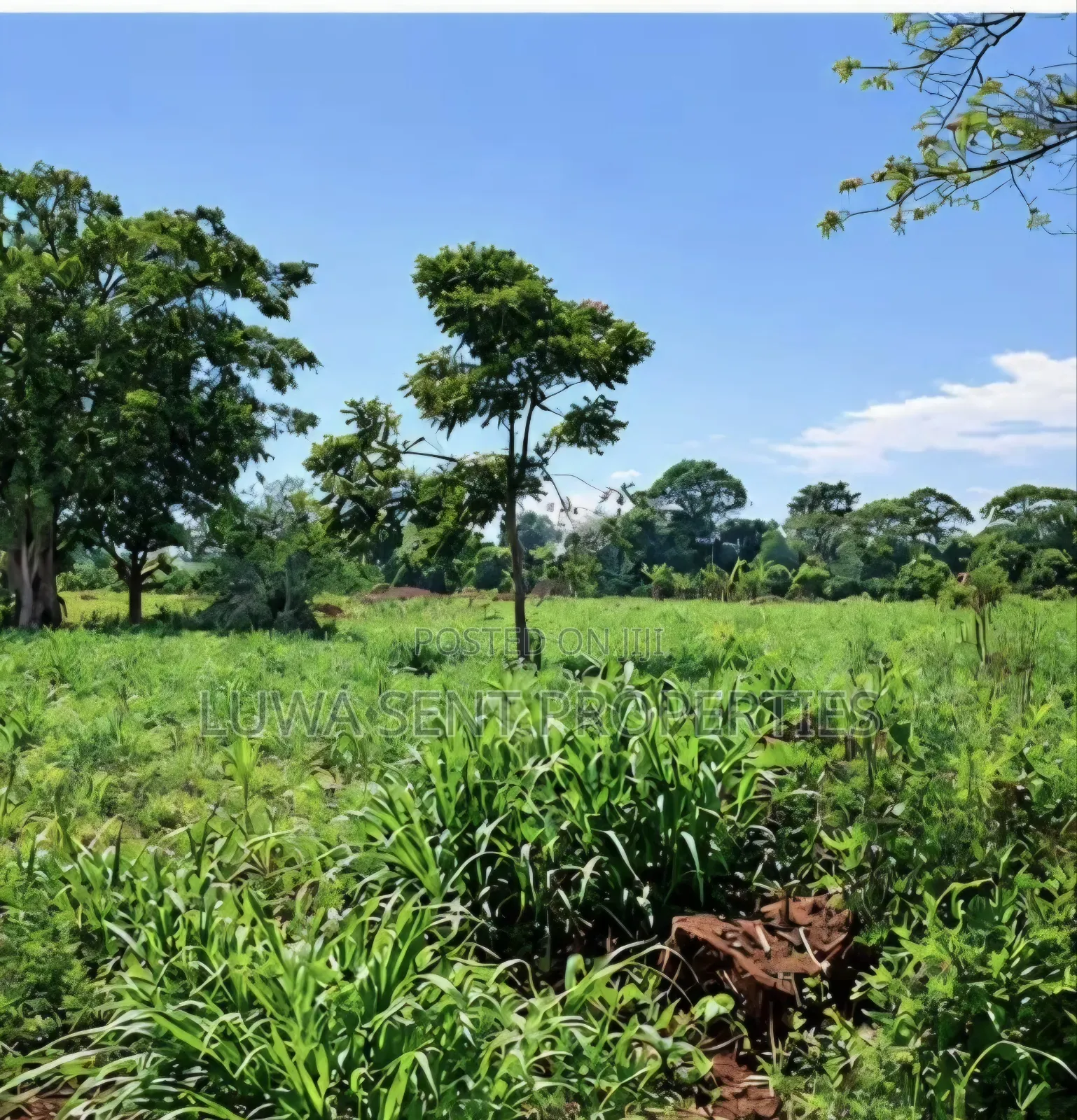 7Sq Miles Mailo Land for Sale NAKASONGOLA PRIVATE MAILO TITLE in Rubaga