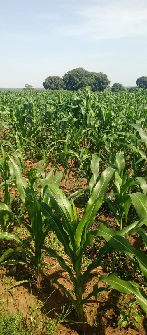 100 Acres of Land at Katalekamese Kapeeka Nakaseke in Central Division