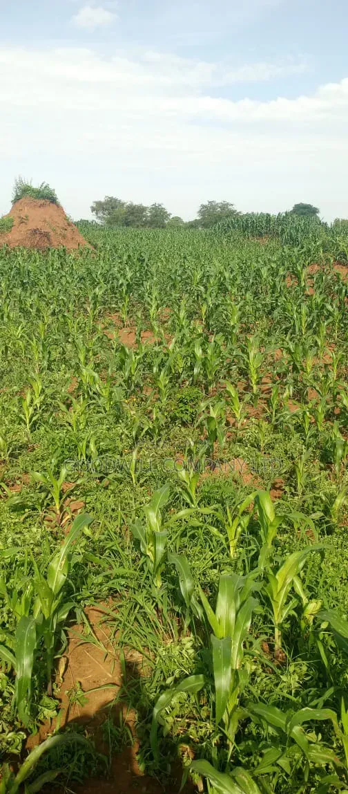 100 Acres of Land at Katalekamese Kapeeka Nakaseke in Central Division