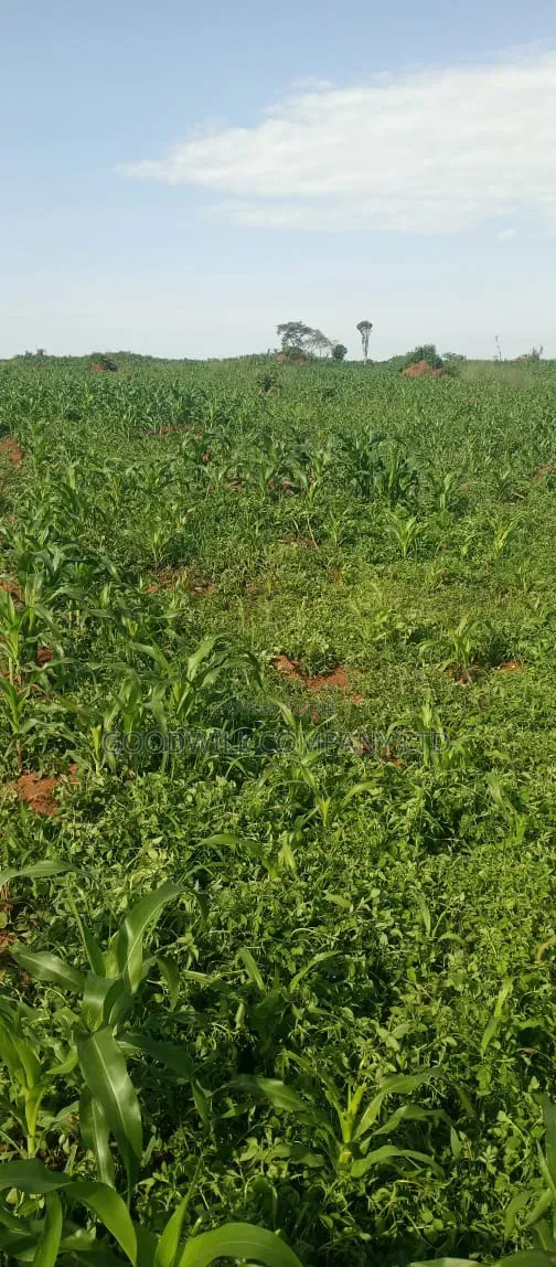 100 Acres of Land at Katalekamese Kapeeka Nakaseke in Central Division