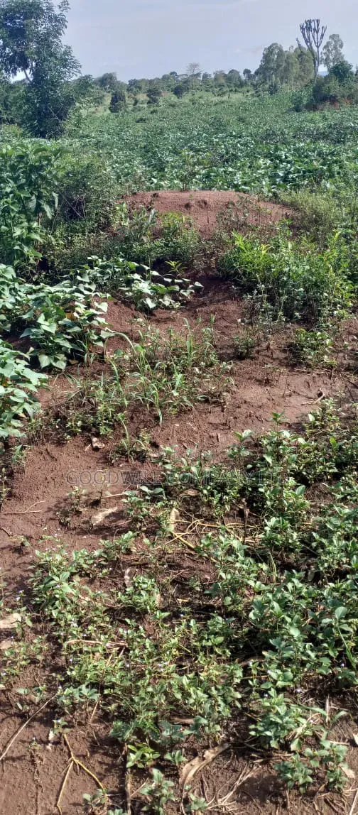 51 Acres of Land on Sale at Butalangu Nakaseke 7km Off Tarmac Road in Central Division