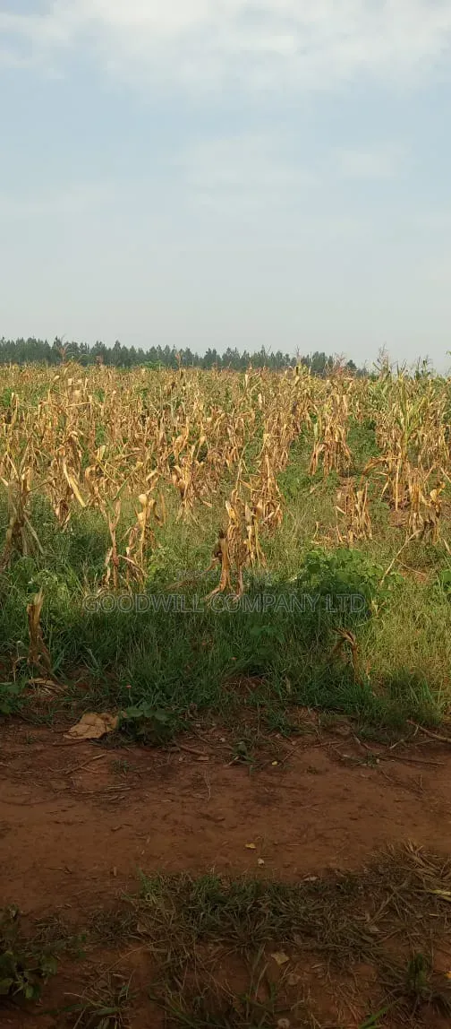 472 Acres on Sale at Kikyuusa Luwero With Mailo Land Title in Central Division