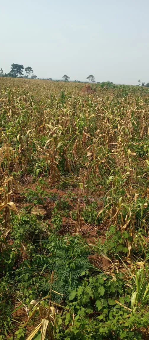 472 Acres on Sale at Kikyuusa Luwero With Mailo Land Title in Central Division