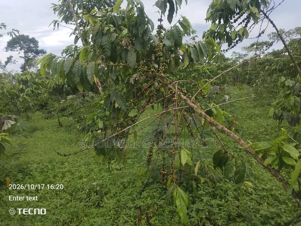 5 Acres of Land in Vumba Busika 3km Off Tarmac in Central Division