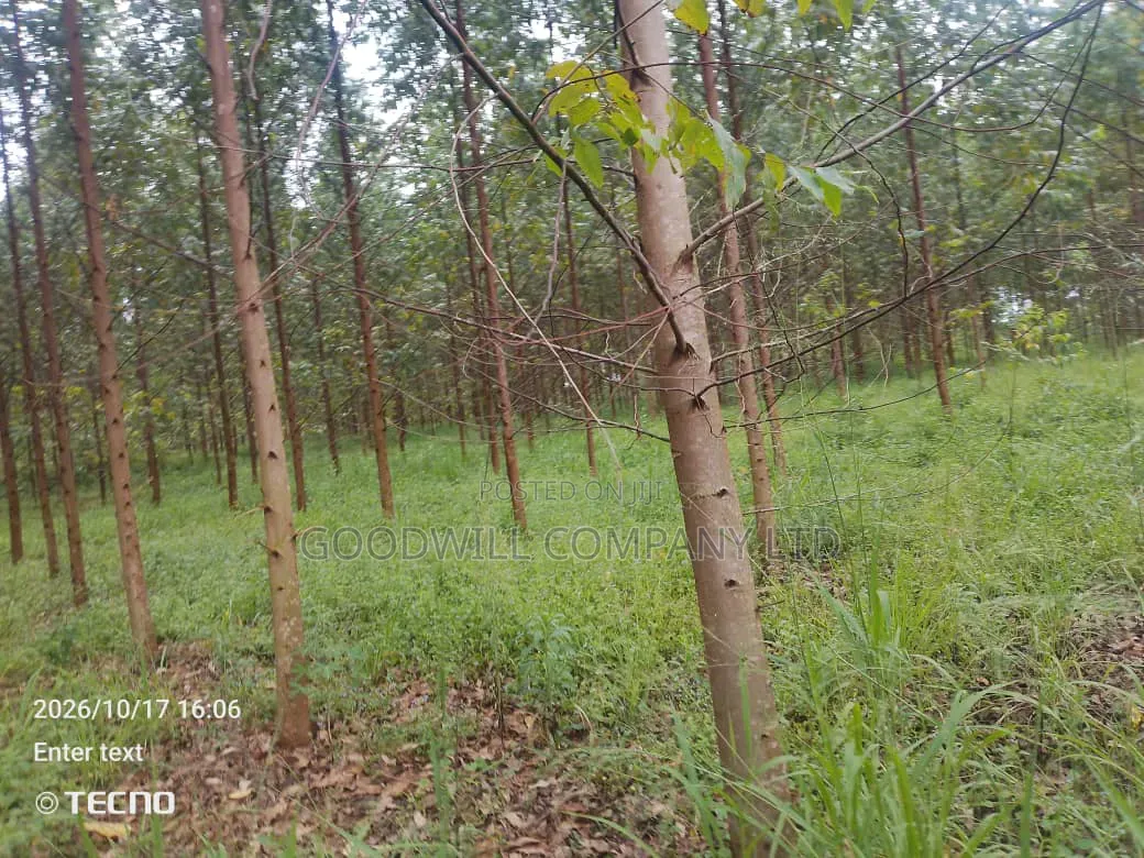 6 Acres of Land in Vumba Busika With Karintusi 3km Off Tarmac Riad in Central Division