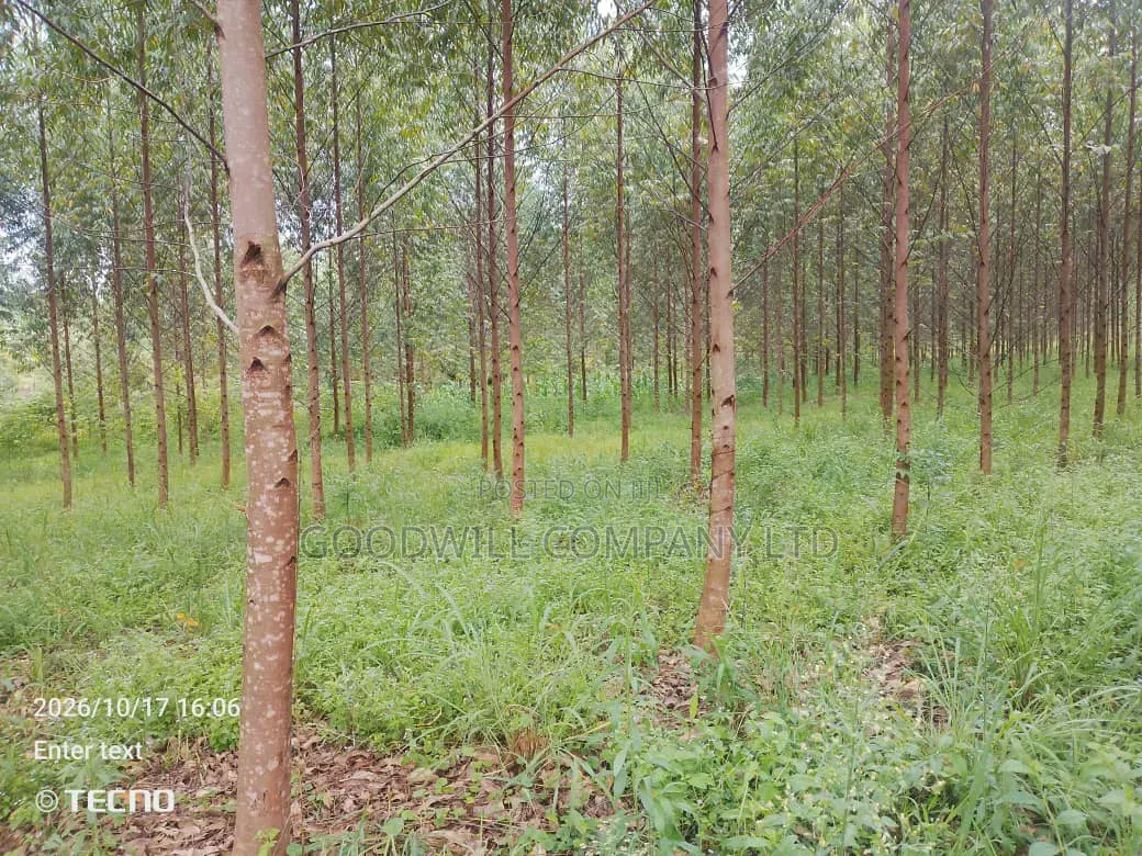 6 Acres of Land in Vumba Busika With Karintusi 3km Off Tarmac Riad in Central Division