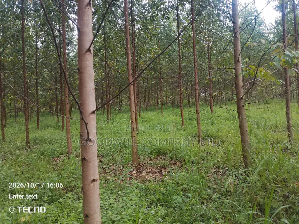 6 Acres of Land in Vumba Busika With Karintusi 3km Off Tarmac Riad in Central Division
