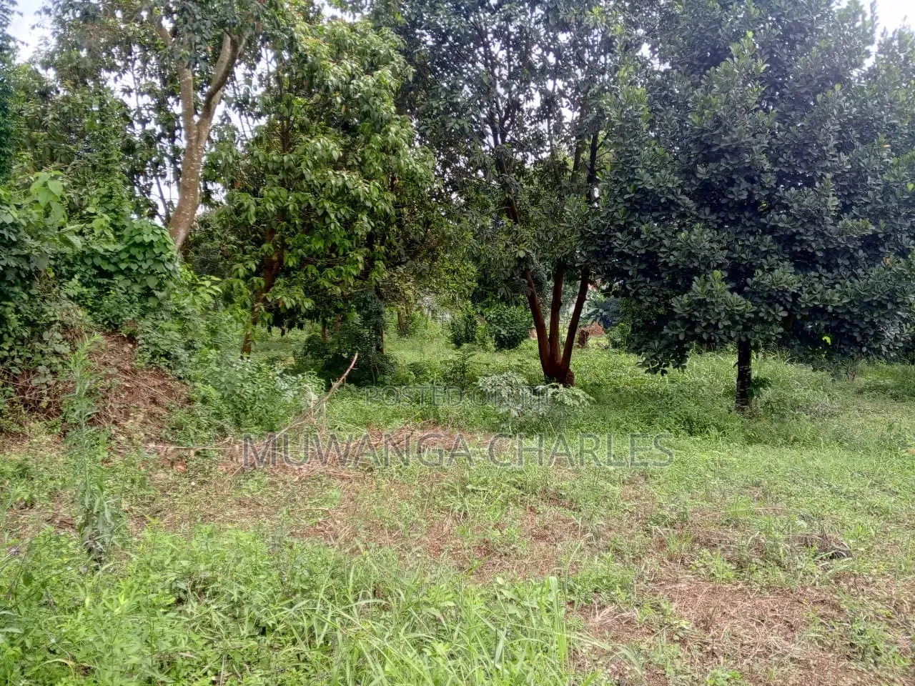 Land on Sale at Gayaza Nakasajja Near Main in Division A