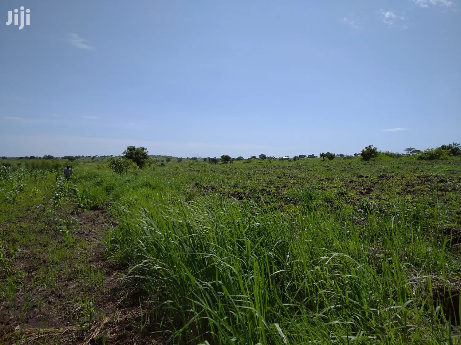 A Fertile Virgin Farmland for Sale in Nwoya District in Gulu