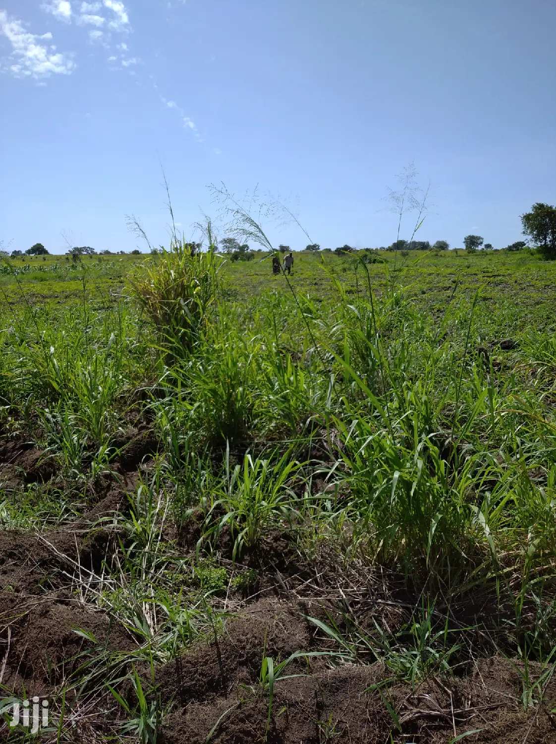 A Fertile Virgin Farmland for Sale in Nwoya District in Gulu