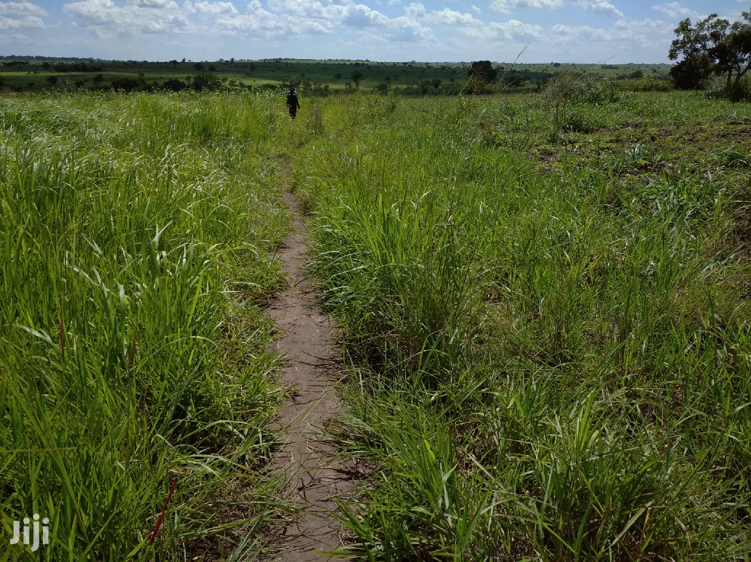 A Fertile Virgin Farmland for Sale in Nwoya District in Gulu