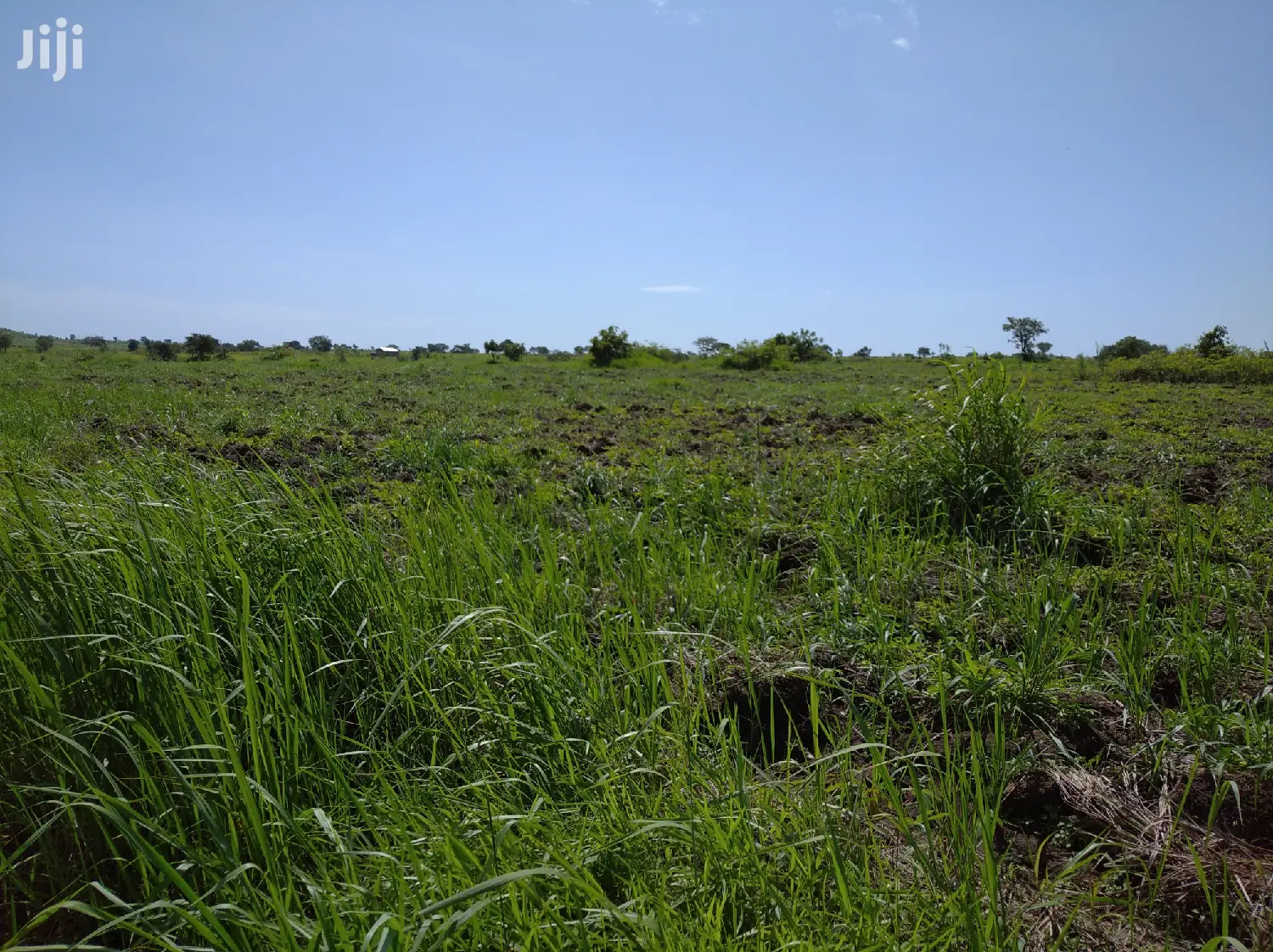 A Fertile Virgin Farmland for Sale in Nwoya District in Gulu