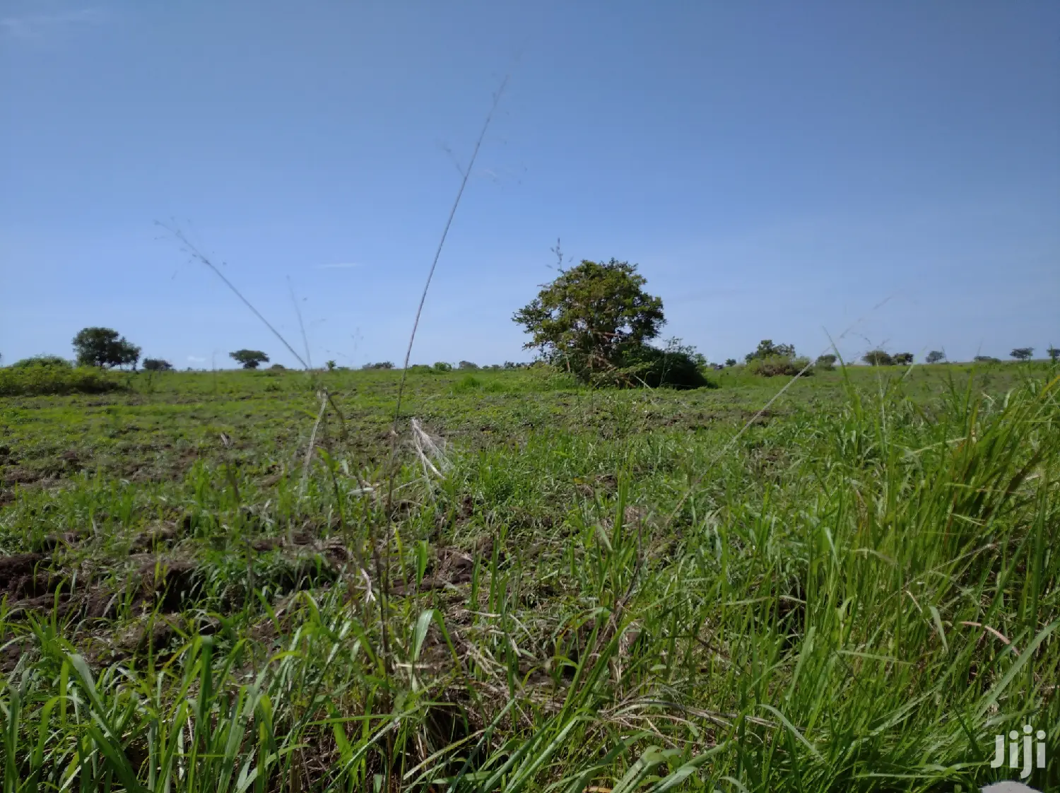 A Fertile Virgin Farmland for Sale in Nwoya District in Gulu