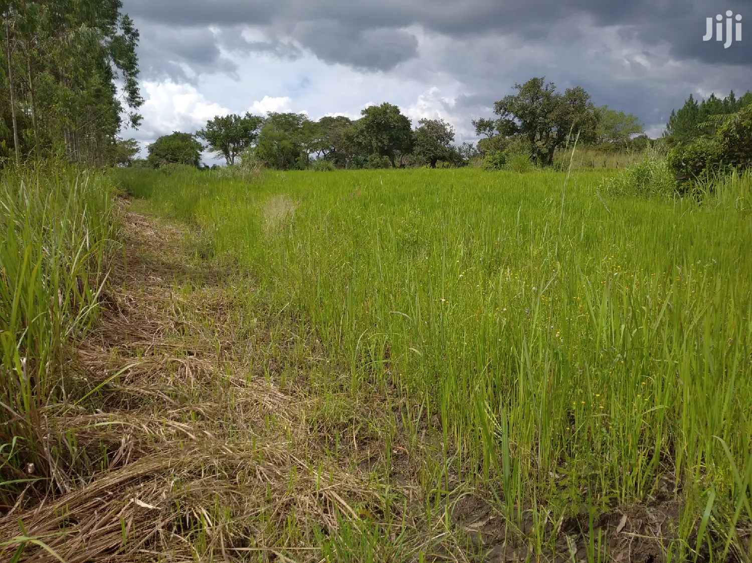 Farmland for Sale/Rent in Northern Uganda in Gulu