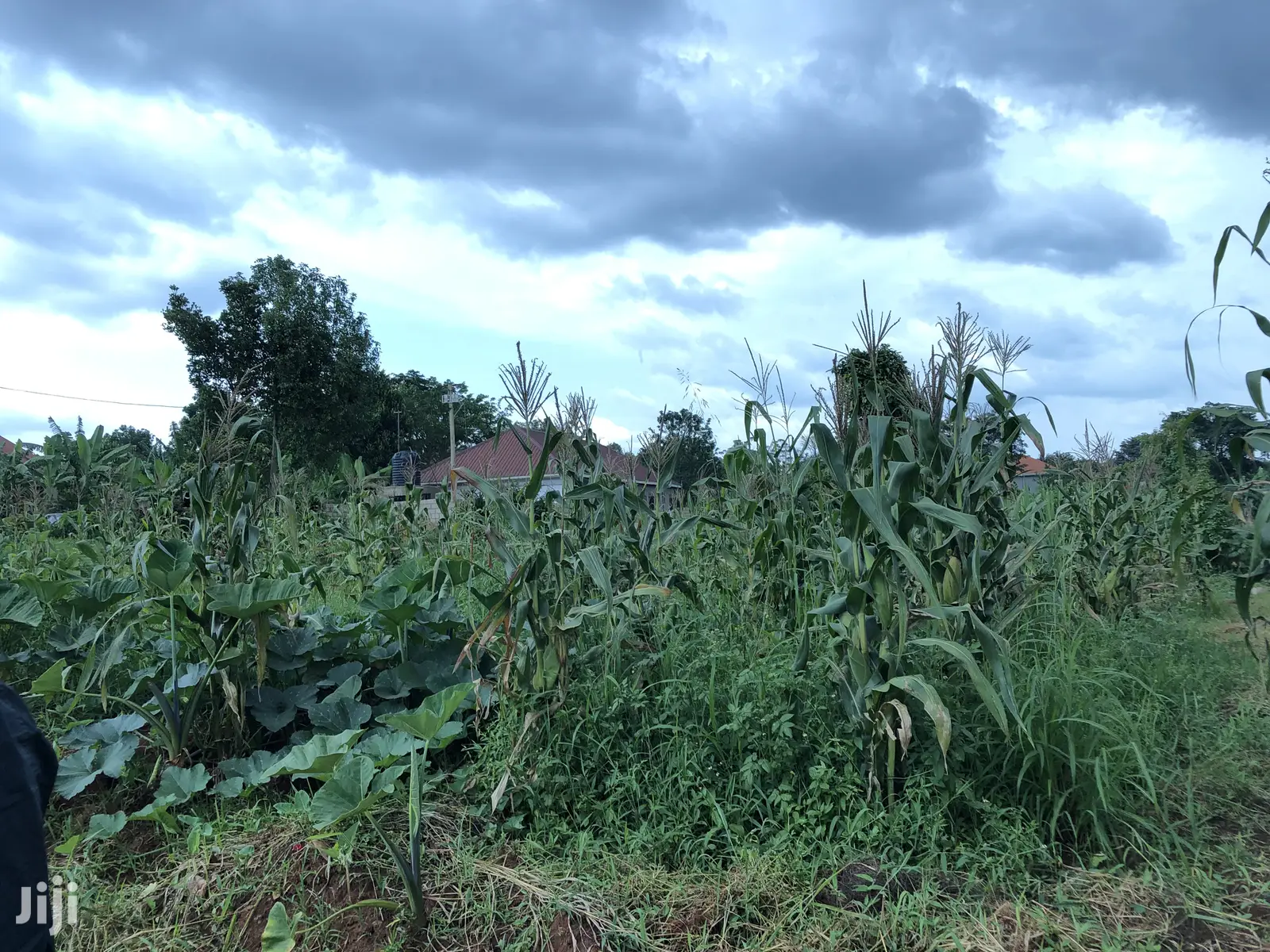 Quick Sale,Kira Titled Plot Close To Tarmack in Kampala