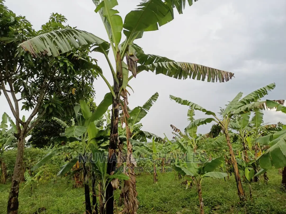 20acres of Land Is Available for Sale in Zirobwe in Kampala