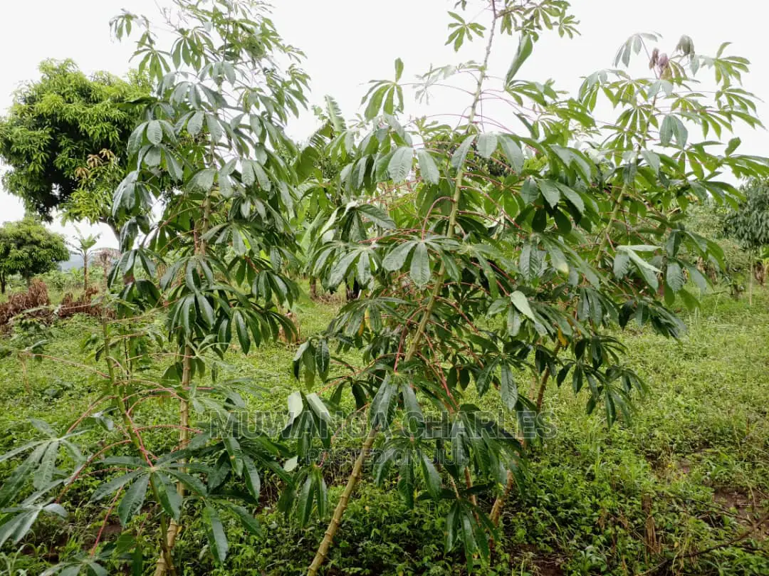 20acres of Land Is Available for Sale in Zirobwe in Kampala
