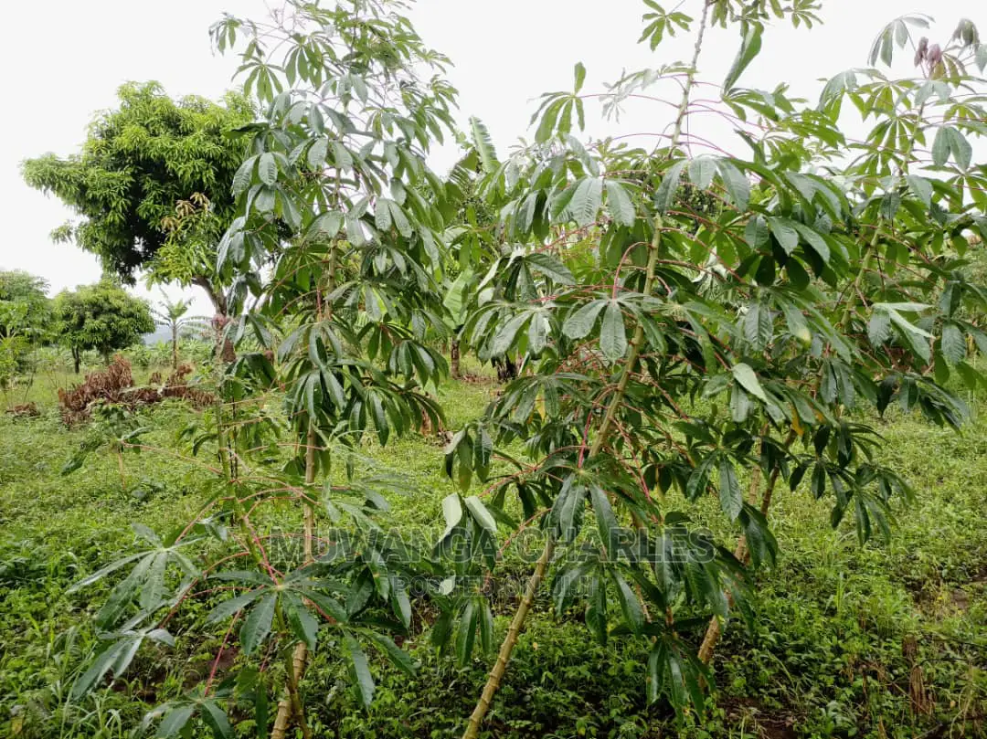 20acres of Land Is Available for Sale in Zirobwe in Kampala