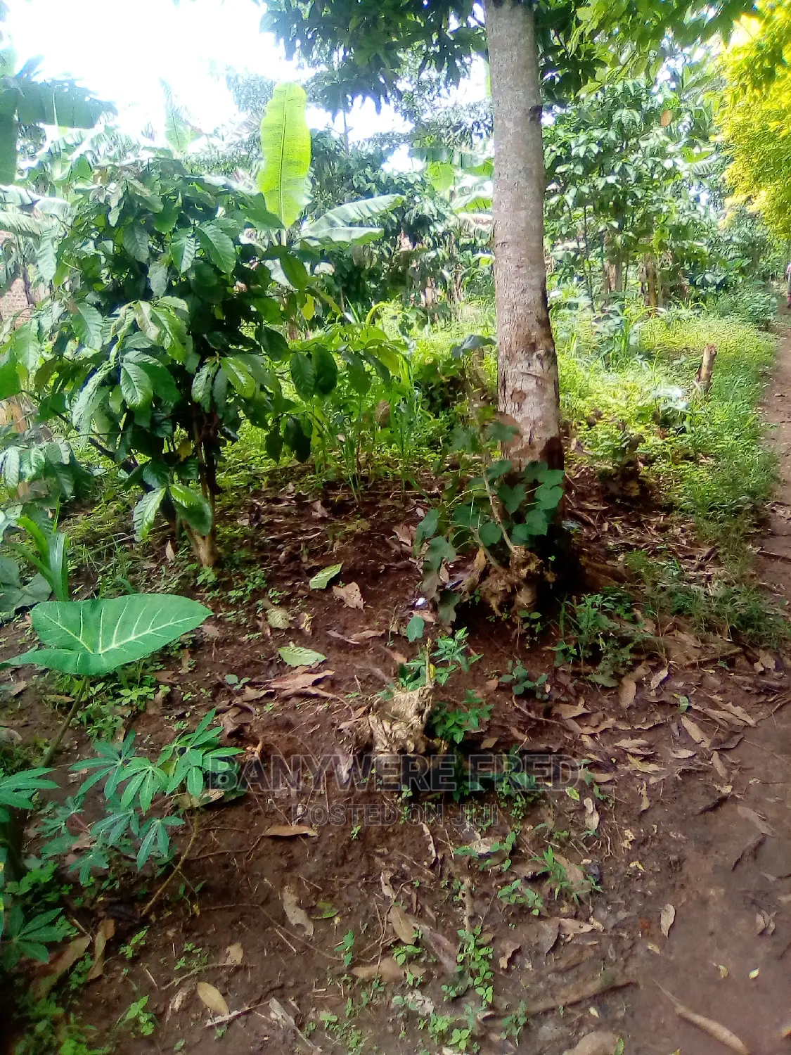 Plots for Sale in Semuto Road, Sanga in Kampala