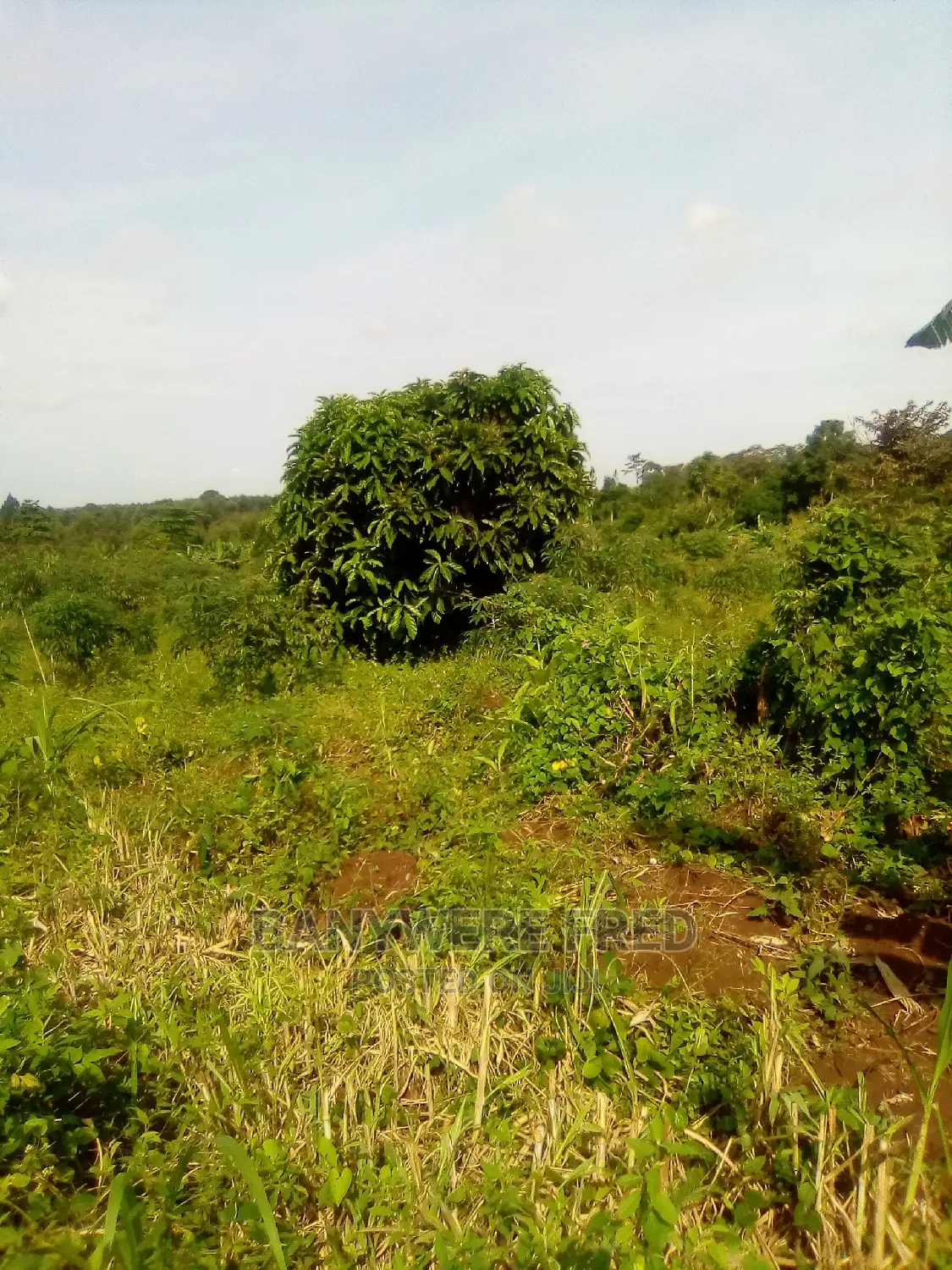 Plot for Sale in Mpoma, Mukono (1acre) in Mukono