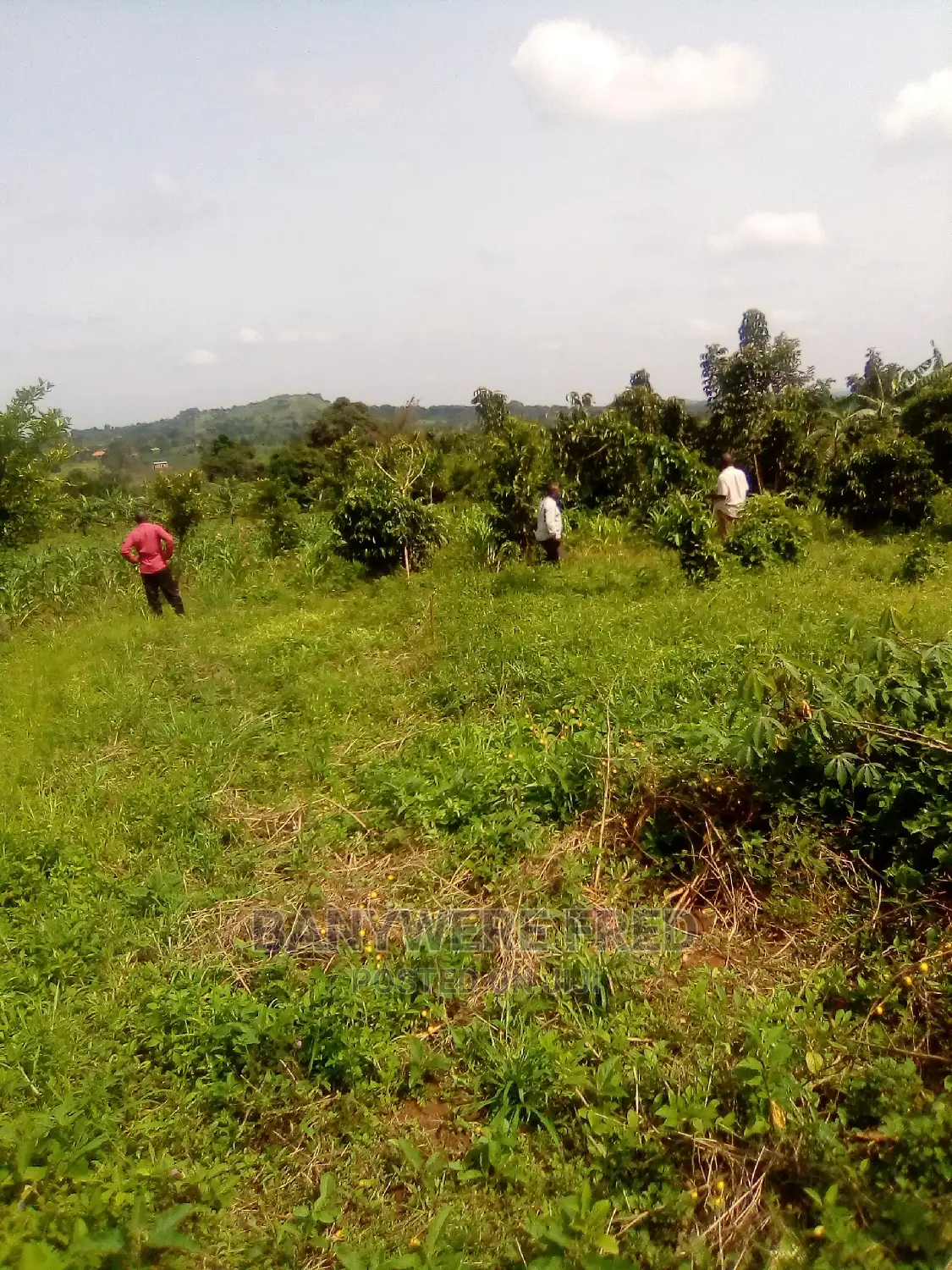 1acre for Sale in Nakifuma, Mukono in Mukono