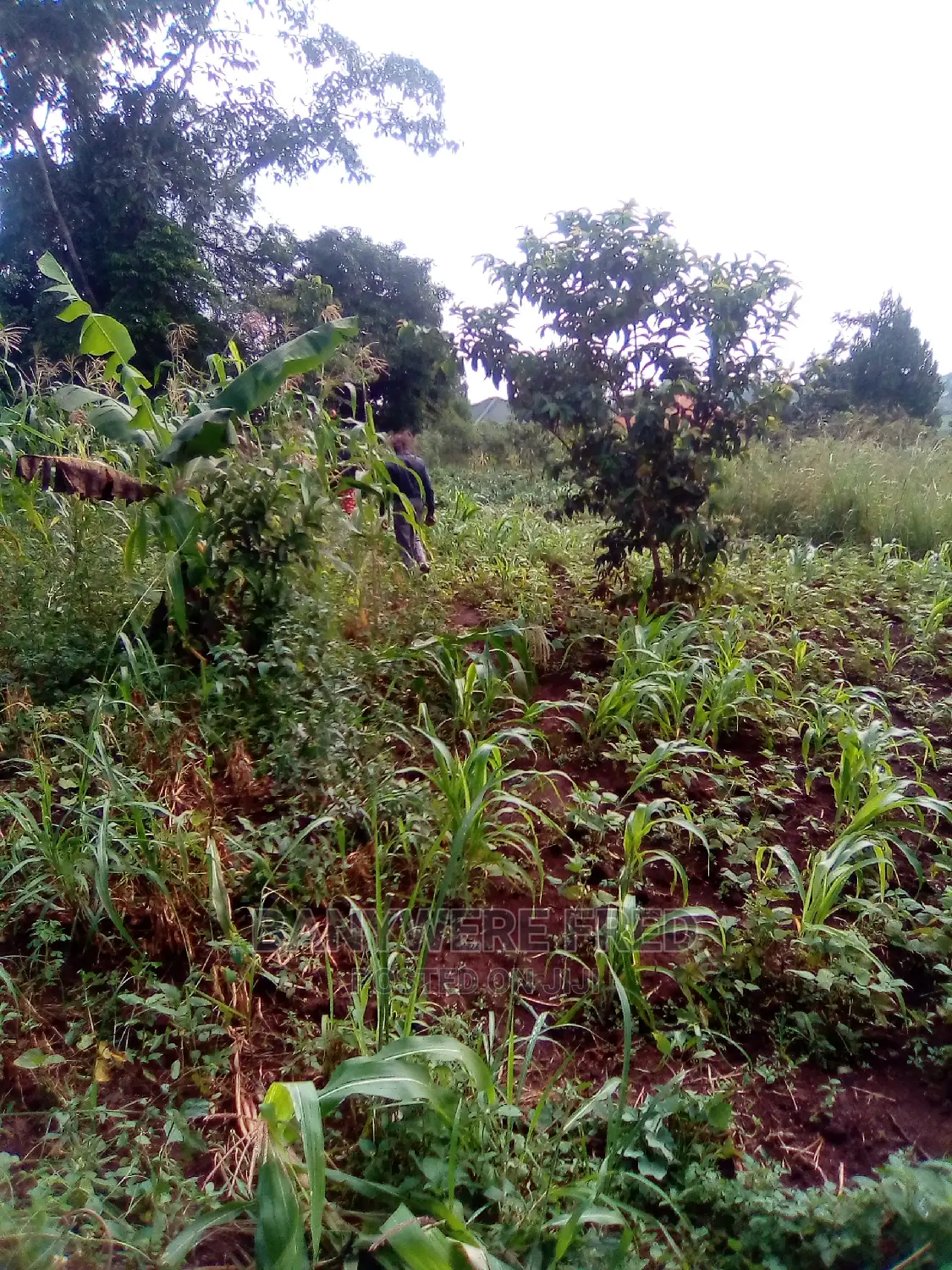 50x100ft Plot for Sale at Kitukutwe in Wakiso