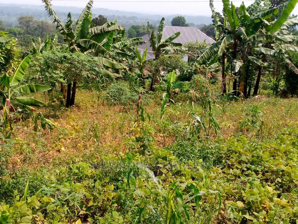 10acres of Is Available for Sale Kikyusa Kamira in Kamira