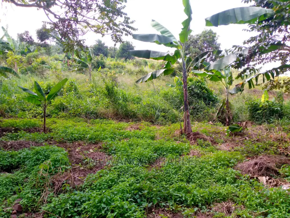 10acres of Is Available for Sale Kikyusa Kamira in Kamira