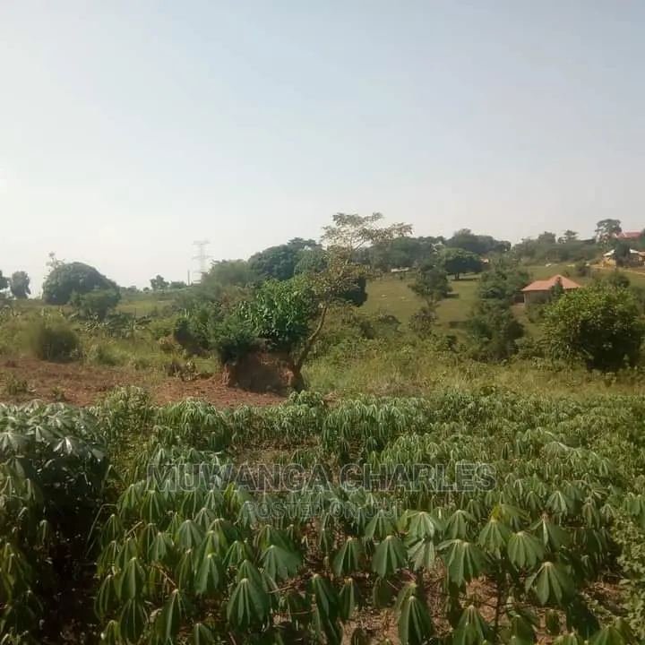 5acres Is Available in Kikyusa WTH for Sale in Kamira