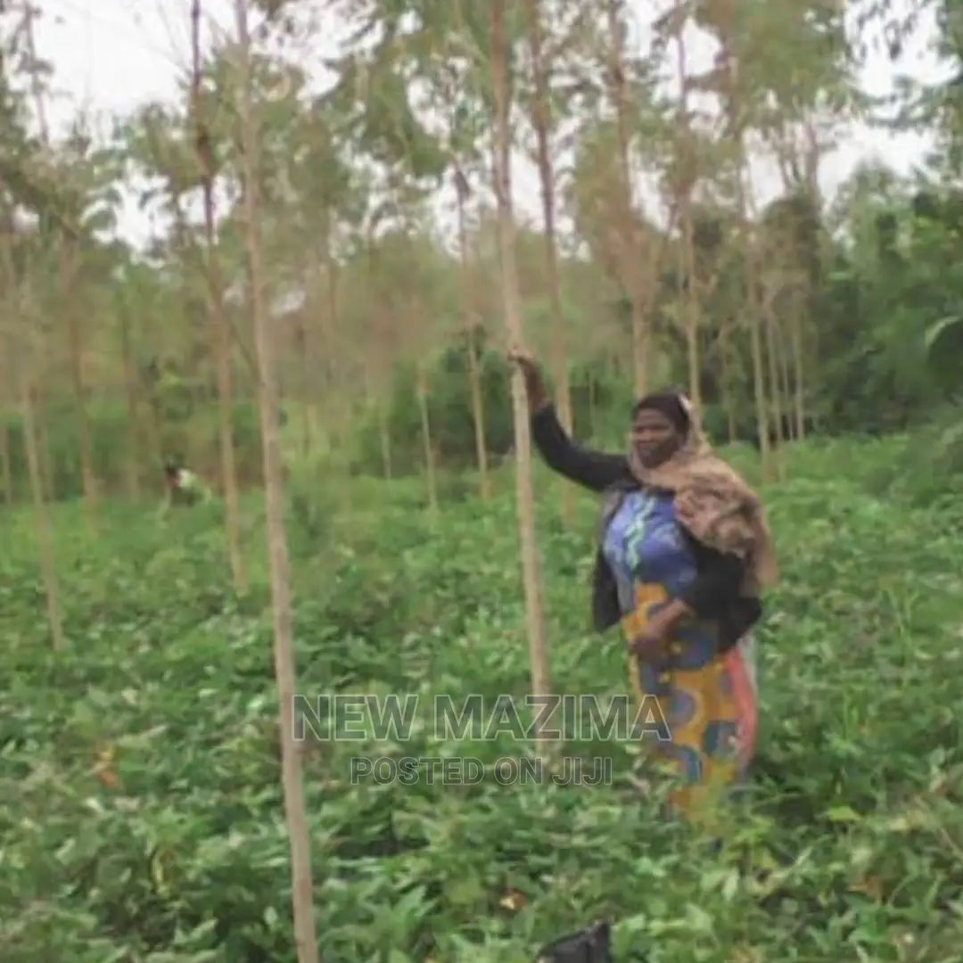 Very Fertile Five Acres on Quicksale in Nakaseke With Tittle in Luwero / Luwero