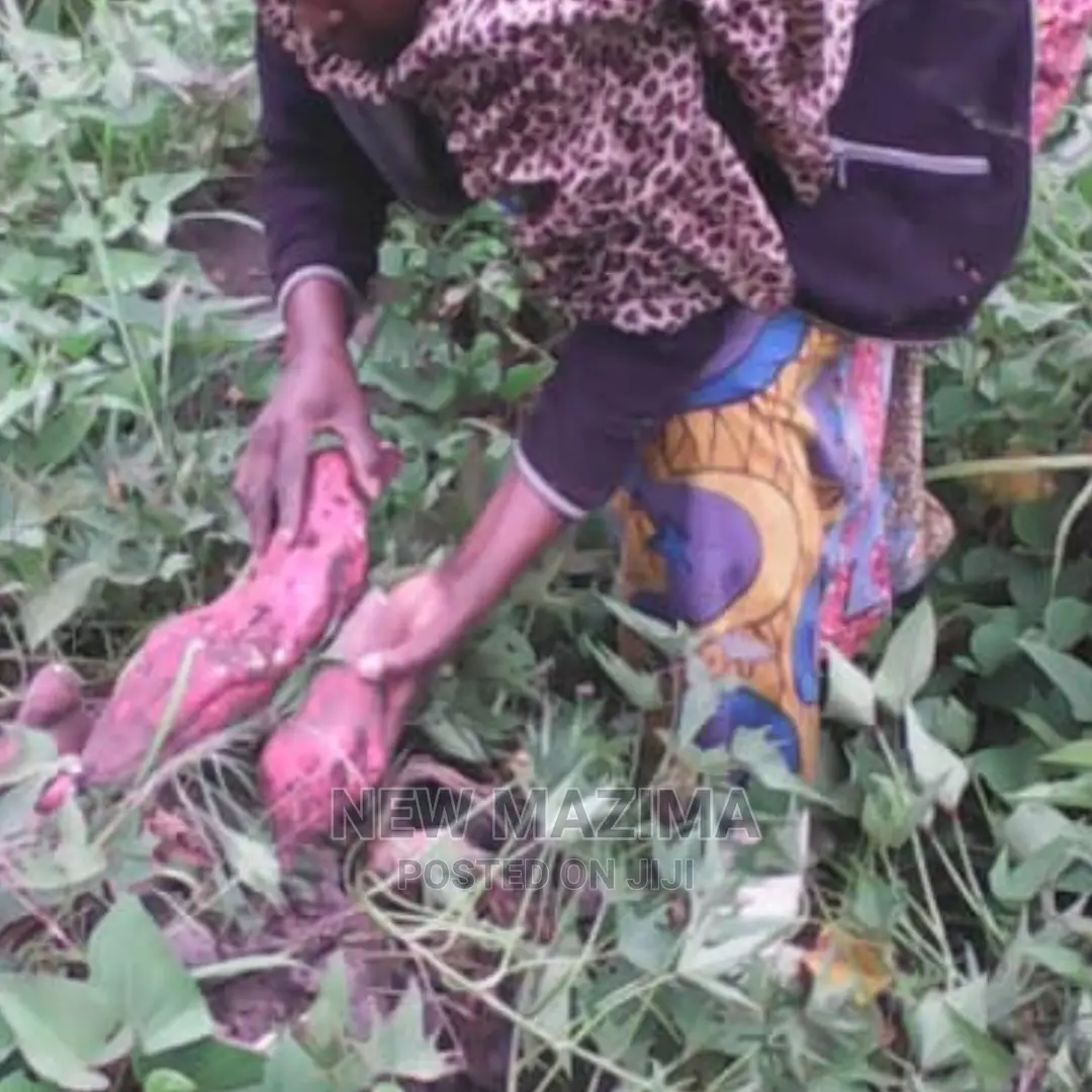 Very Fertile Five Acres on Quicksale in Nakaseke With Tittle in Luwero / Luwero