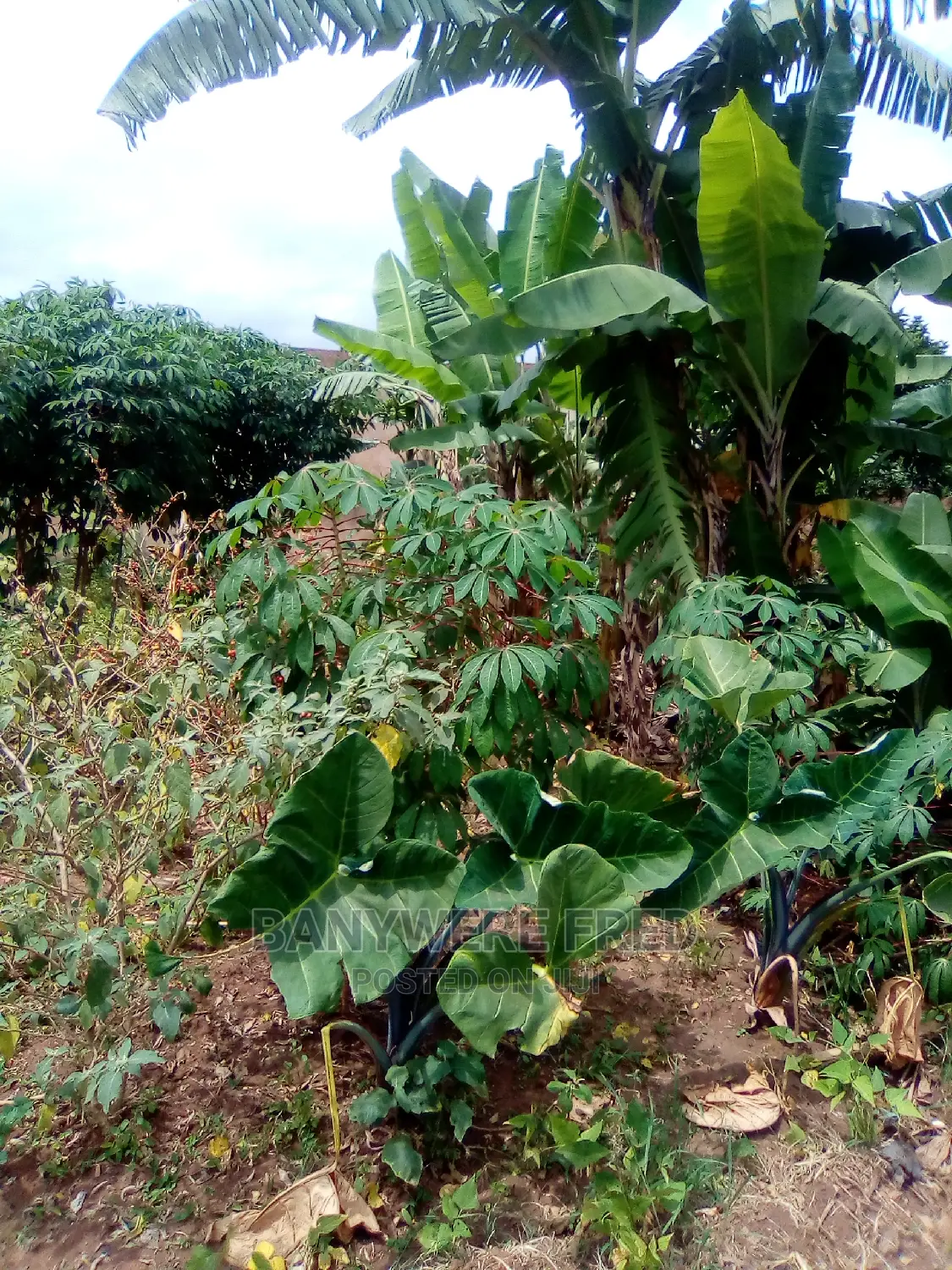 Kisonga Salama Mukono, 50/100 Plot for Sale in Mukono