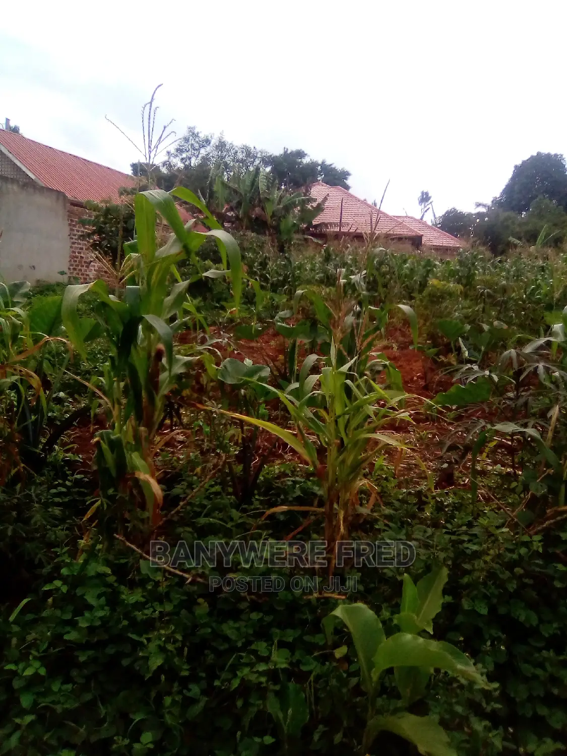 50/100 Plot for Sale in Kagaala Centre in Bukerere in Mukono