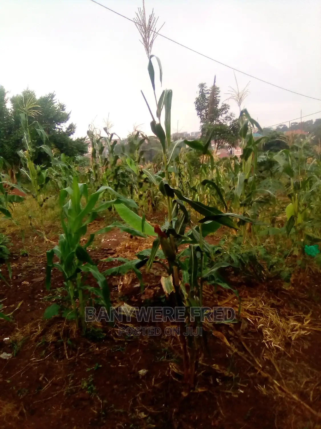 Acre of Land for Sale in Namuyenje Near Kyetume Mukono in Mukono