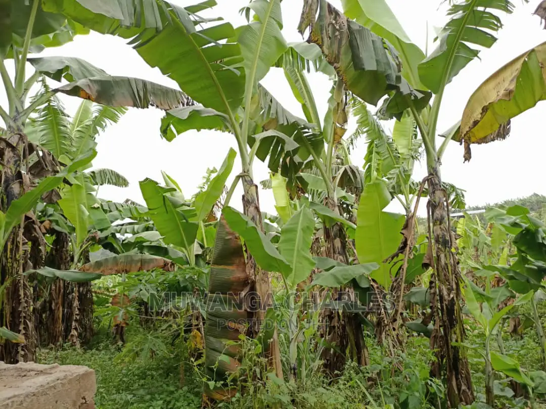5acre's Is Available for Sale in Kiwenda in Wakiso