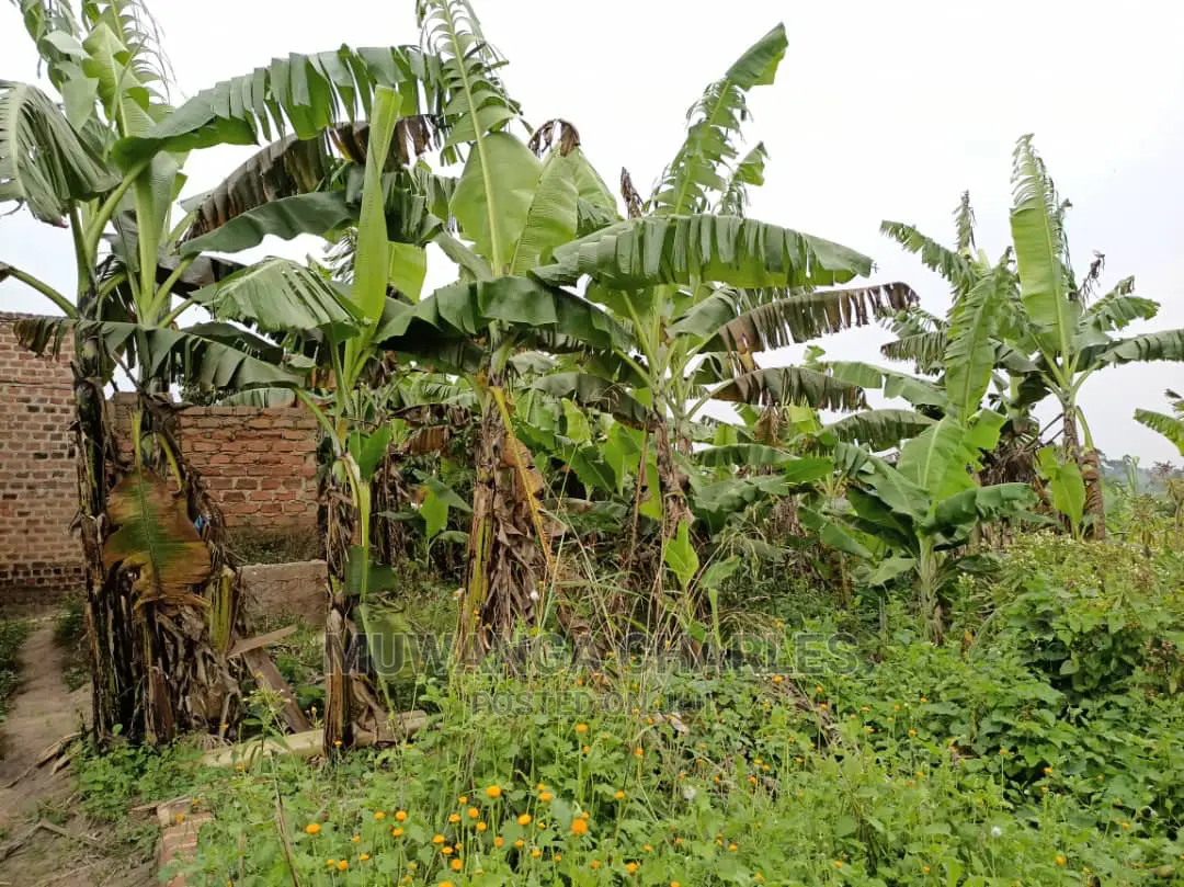 5acre's Is Available for Sale in Kiwenda in Wakiso