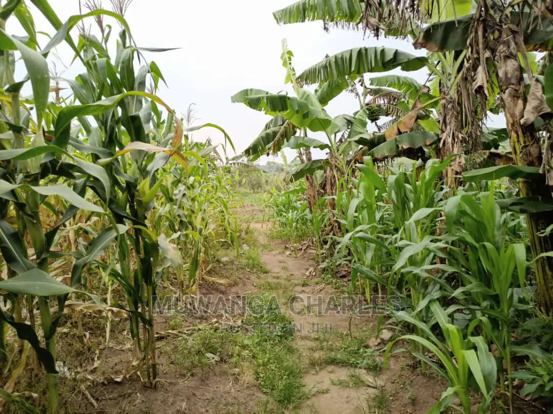 5acre's Is Available for Sale in Kiwenda in Wakiso