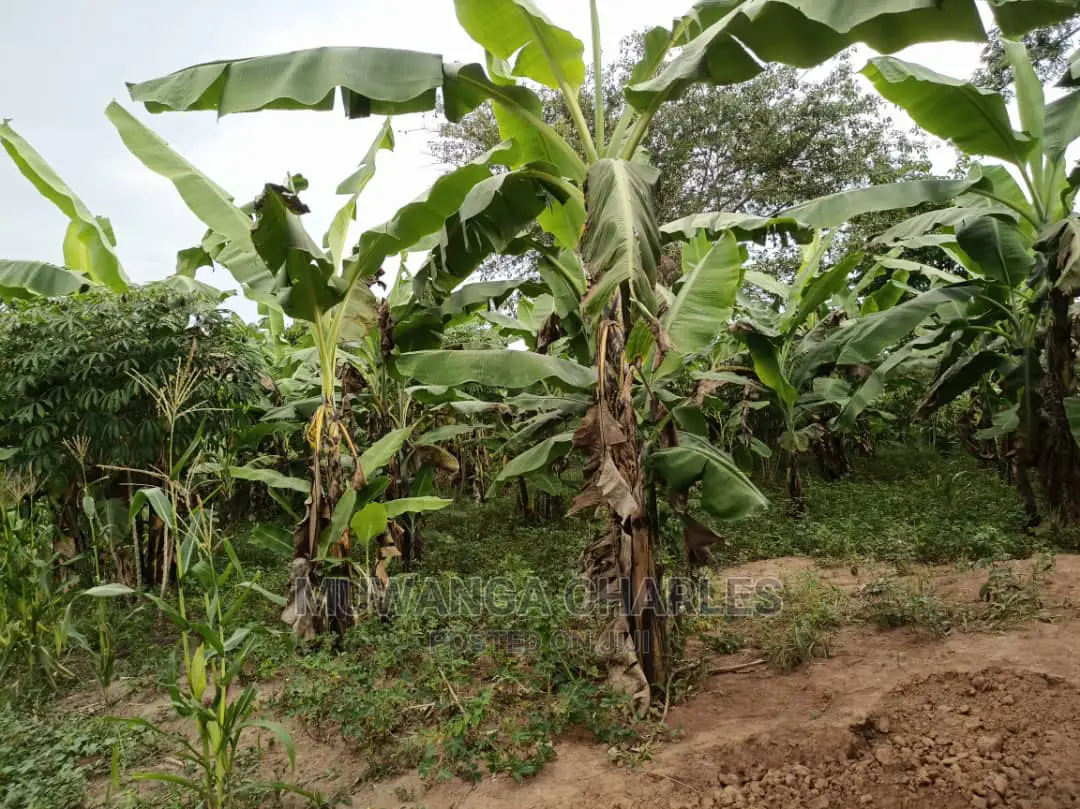 10acre's Is Available for Sale in Busika in Luwero / Luwero