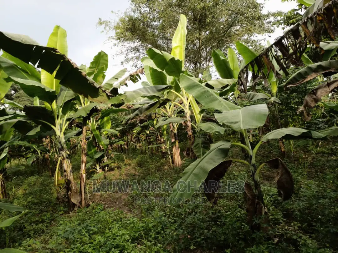 10acre's Is Available for Sale in Busika in Luwero / Luwero
