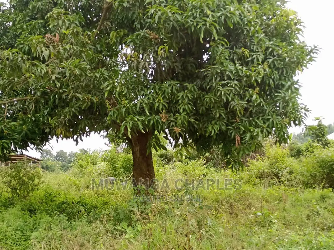 4acres Is Available for Sale in Zirobwe in Luweero