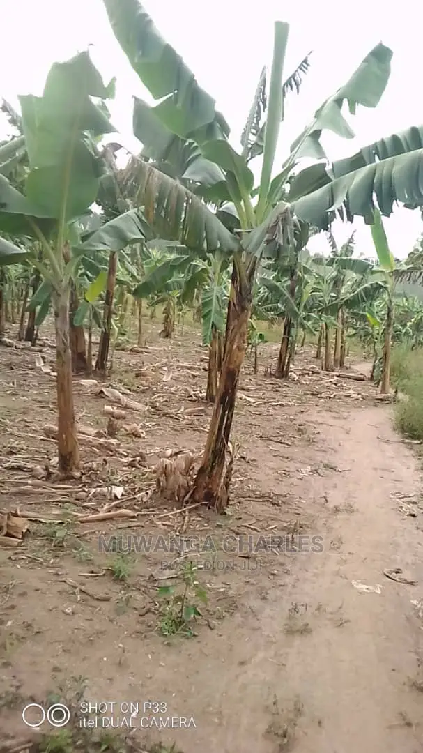 Plots Is Available for Sale in Mukono in Mukono