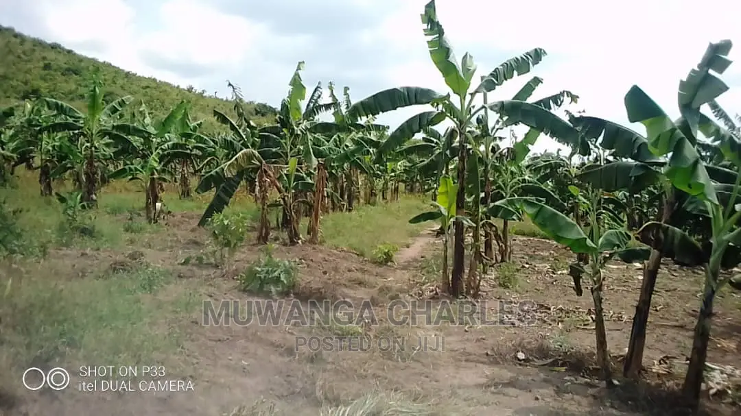 Plots Is Available for Sale in Mukono in Mukono