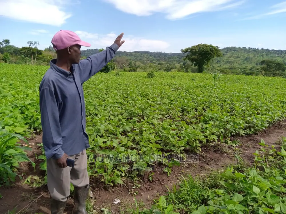 20acre's Is Available for Sale in Nakaseke in Luweero